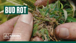 Dealing with Cannabis Bud Rot | Homegrown Cannabis Co. Garden