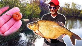 Der Fisch, den KEINER essen will - Das Brassen Experiment! (Catch&Cook)