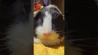 CAN YOU Relate to this GUINEA PIG | Wholesome Moments