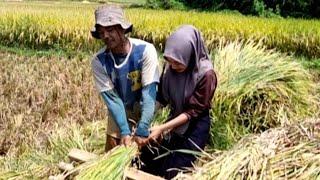 DIANTARA 4 GADIS DESA !! TERNYATA NENG SYAFIRA YANG DIPILIH  OLEH BOS PADI !