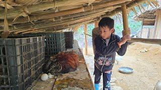 One minute of the boy Khai's inattention, and the chickens were unlucky, water python