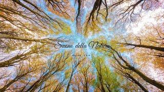 Suoni del bosco della foresta della natura Ruscelli per Dormire Meditazione RELAX ASMR|Ep. 1