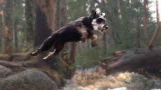 Miniature Schnauzer Puppy Attemps to Jump Stream Chasing Owner