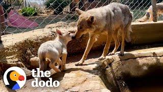 Rescue Wolf Kept Crying For His Mate...️ | The Dodo