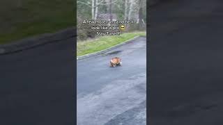 Chowder Skating Down The Hill For The First Time tiktok chowderthebulldog