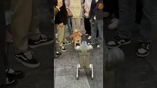 Dogs, can't we make friends? # Robot Dog#Dog#Mechanical Dog#Shiba Inu