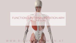 Latissimus Dorsi Functions Part 3: Internal Rotation (3D ANIMATION)