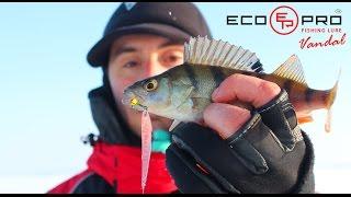 Ловля окуня на блесну ECOPRO VANDAL. Рыбалка в глухозимье. Kamfish