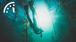 Kelp forests are 32 million years old—and need saving