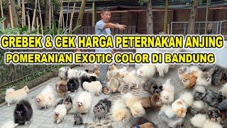 Grebek & Cek Harga Bandar Anjing Pom Exotic Color Di Bandung - Meet Puff