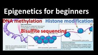 Epigenetics| DNA methylation | Histone Modifications| Bisulfite sequencing| Genetics for beginners