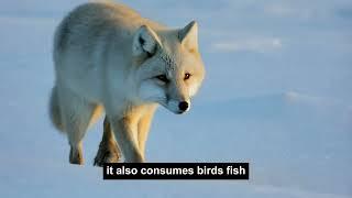 Wildlife Expert Shares AMAZING Arctic Fox Secrets