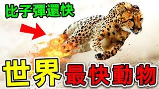 全世界最快的10種動物！獵豹只能排第六，第一名速度比子彈還快！|#世界之最top #世界之最 #出類拔萃 #腦洞大開 #top10 #最快動物