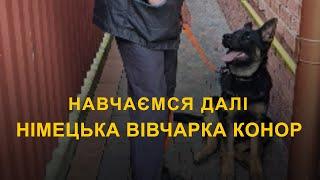 Німецька вівчарка Конор. Навчаємося далі