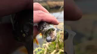 Уникальная приманка Bait Breath Rush Craw 2”