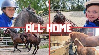 All back home. A lot happens in 3 days. Rein and Teije learn to drive | Friesian Horses