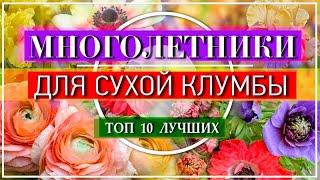 ТОП 10 Многолетников, Которые Пышно ЦВЕТУТ Без Полива   Для Солнечной Клумбы  САМЫЕ Эффектные 