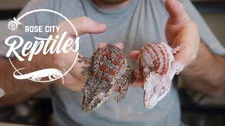 INSANE Gargoyle Gecko!