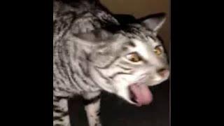 Cats Who Gag! (A Compilation)