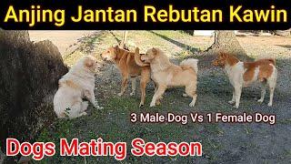Anjing Jantan Rebutan Kawin (Anjing Kampung) - Dogs Mating Season (3 Male Dog Vs 1 Female Dog)