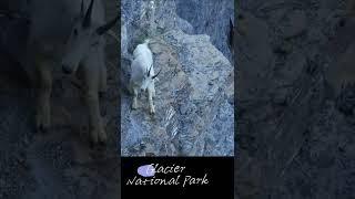 cliff jumping, mountain goats, #funnyvideo #funnygoats #goats #funny animal