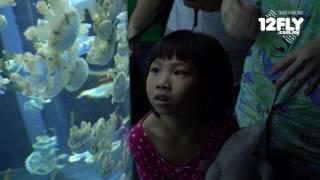 12FLY TV - Dino and Family at S.E.A Aquarium