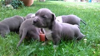 blue american staffordshire terrier puppies