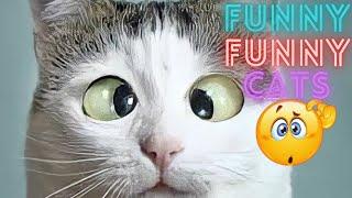 2 HOUR BEST FUNNY CATS COMPILATION 2023 | The Best Funny And Cute Cat Videos 8 ! 