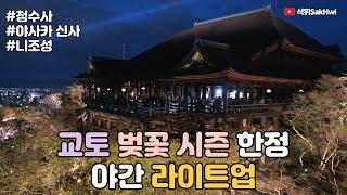 교토 벚꽃 여행 (2) l 교토 벚꽃 시즌 한정 야간 라이트업 l 청수사 l 야사카 신사 l 니조성 l 이자카야 l 일본 여행 브이로그