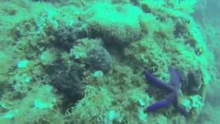 Roccella Ionica -Diving 2015-