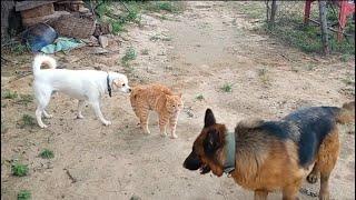 Cat Fight Dogs | Part 1