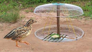 Creative Method Unique Quail Trap Using Fan Tools And Wood - How To Set Up Bird Trap