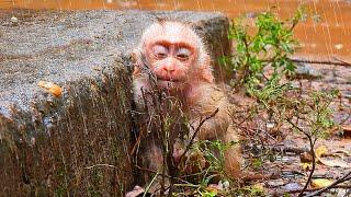 Primate monkey.../Please loves poor baby monkey.../Cute life baby.../Nice clip.../Netflix 168