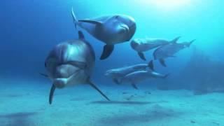 Завораживающая красота! Дельфины в глубоком синем океане.