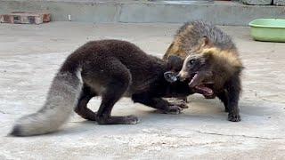 Here’s an adorable little family made up of a fox , a puppy , and a bear .