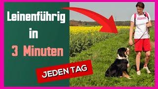 Mache diese Übung 7 TAGE mit deinem Hund  Beobachte gut, was passiert! KEIN ZIEHEN AN DER LEINE