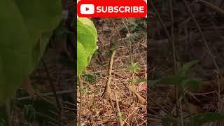 !! look Snake is spying on his prey !! #new #viral #wildlife #animals #youtubeshorts