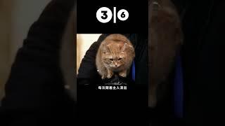 电影解说｜流浪猫鲍勃｜Part 3 / 6 真人真事改编的流浪猫与人的感动故事 #shorts #电影解说 #电影 #电影推荐 #电影 #电影片段