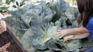 How To Harvest Cabbage