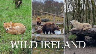 Wild Ireland / Discover Ireland / Wild Atlantic Way