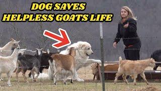 GUARD DOG SAVES HELPLESS GOATS LIFE CAUGHT ON GOOGLE NEST CAM