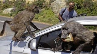 Baboon Wars | South Africa