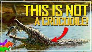 Before There Were Crocs….There Were…Crocs? – Another False Croc Has Hit Brazil