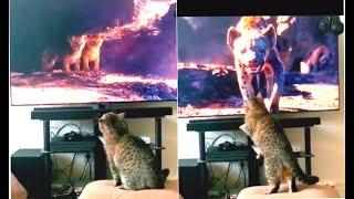 The Lion King: Pets Reactions