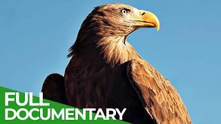 Wings of Freedom: The Last Wild Sea Eagle | Free Documentary Nature