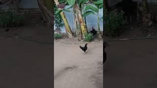  funny chicken comedy #comedyvideoshorts #funny #shortsfeed #trending #viral #shortsfeed #shorts