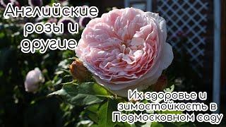 Английские розы и другие во вторую волну цветения. Их здоровье и зимостойкость в Подмосковном саду