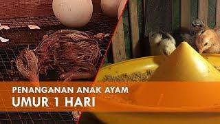 Cara Merawat Anak Ayam Baru Menetas Tanpa Vaksin