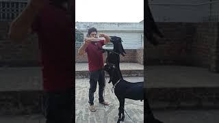 Eid e Qurban 2021| My Black Panthers| Hadia and Yousaf Show Eid ul Adha Mubarak #shorts #short_viral