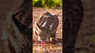 Facts About Lynx #wildlife #lynx